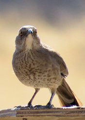 Curve-billed Thrasher